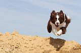 BORDER COLLIE 469